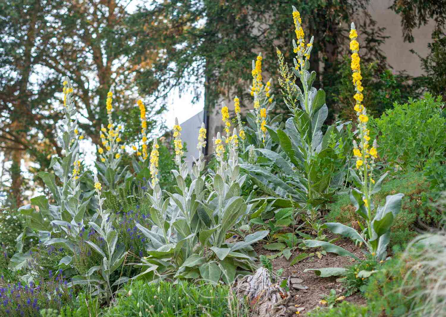 38 Facts About Mullein