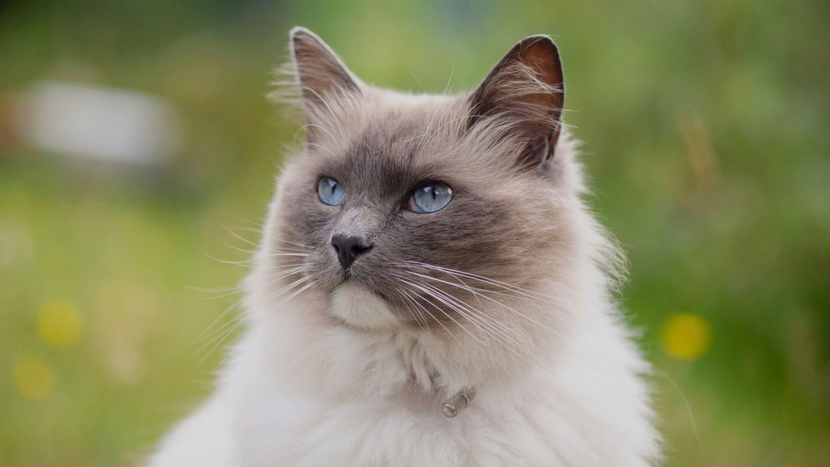 32 Facts About Ragdoll Cat