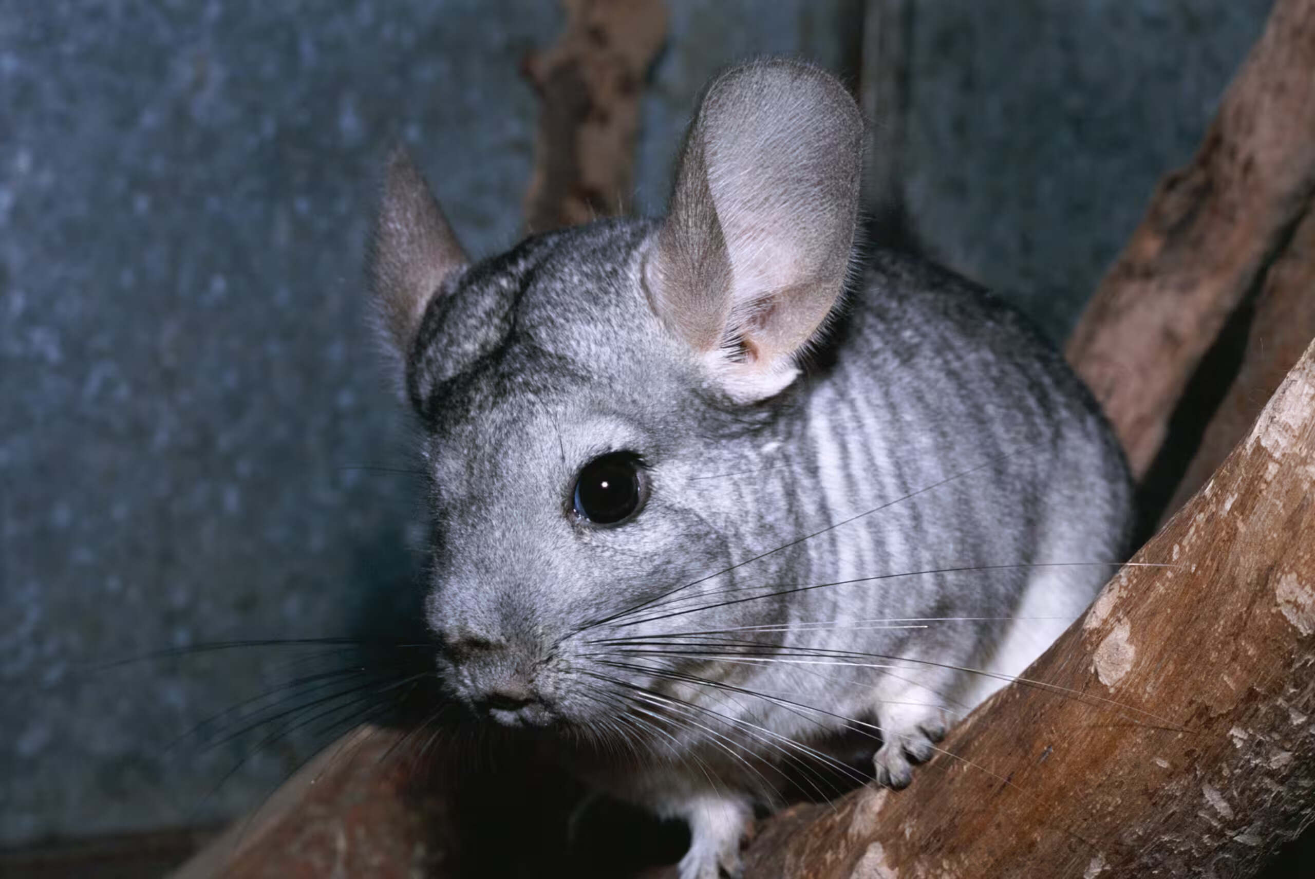 37 Facts About Chinchilla