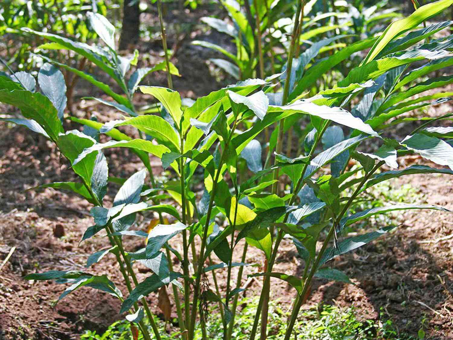 26 Facts About Cardamom