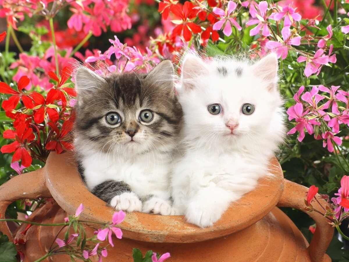 32 Facts About Cat