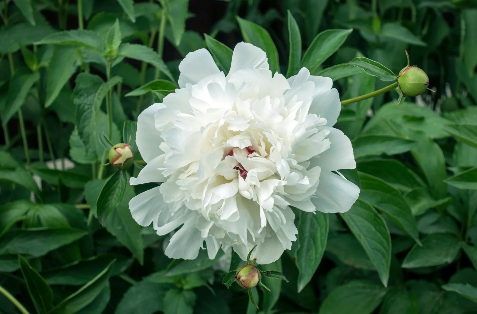 38 Facts About Peony