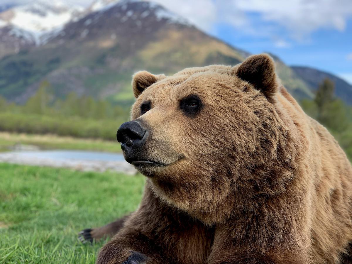 30 Facts About Bear