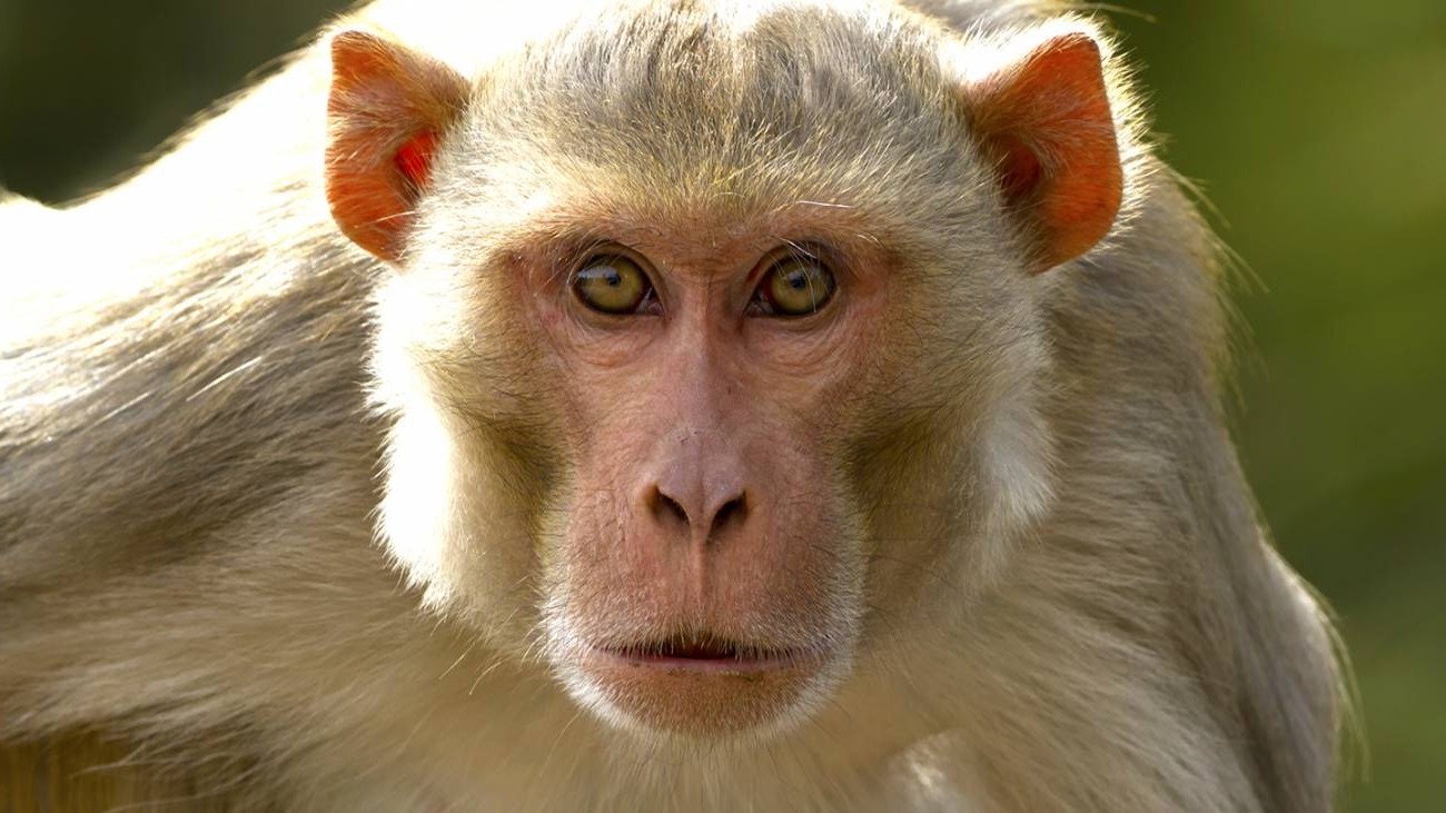 31 Facts About Monkey