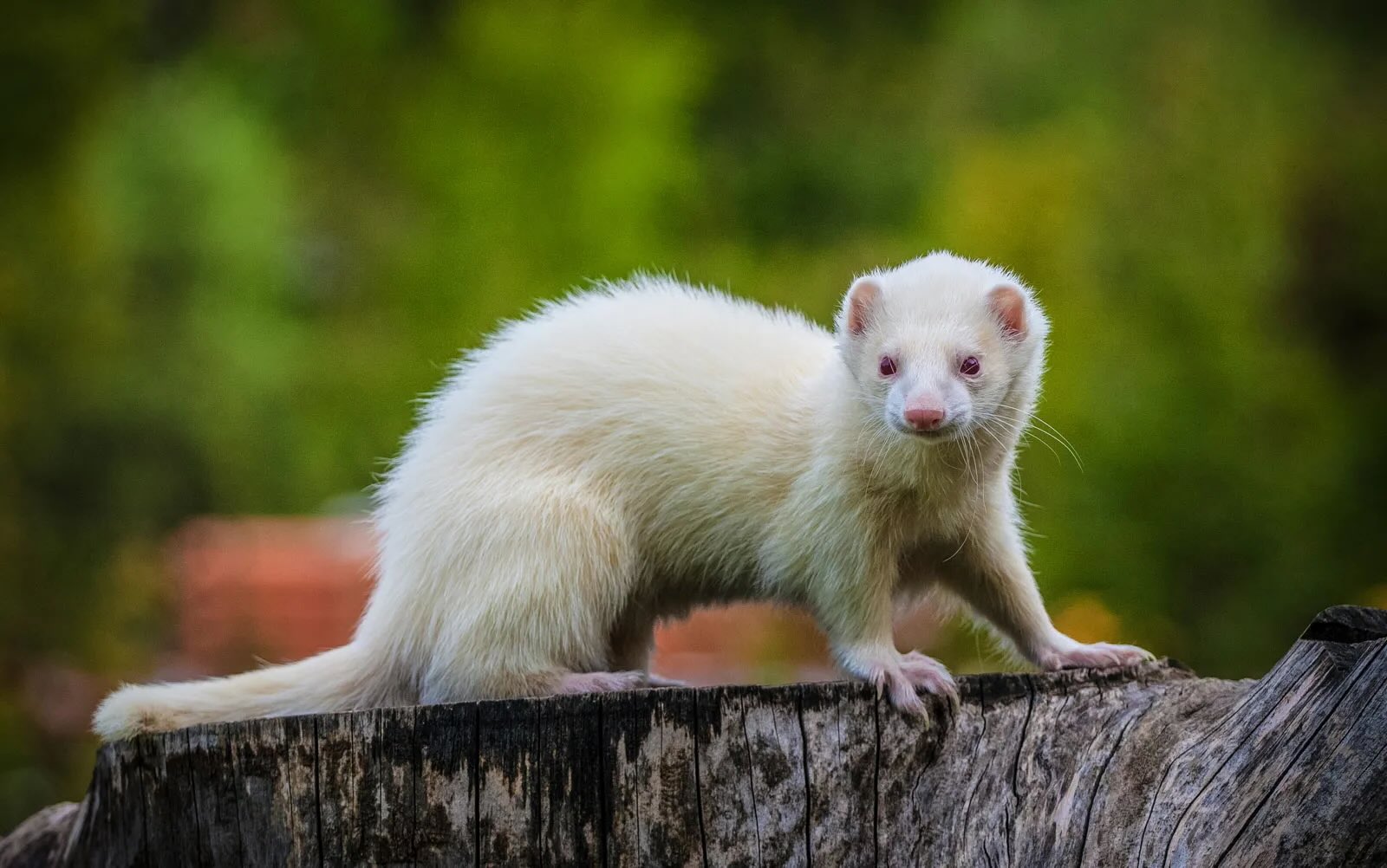 38 Facts About Ferret
