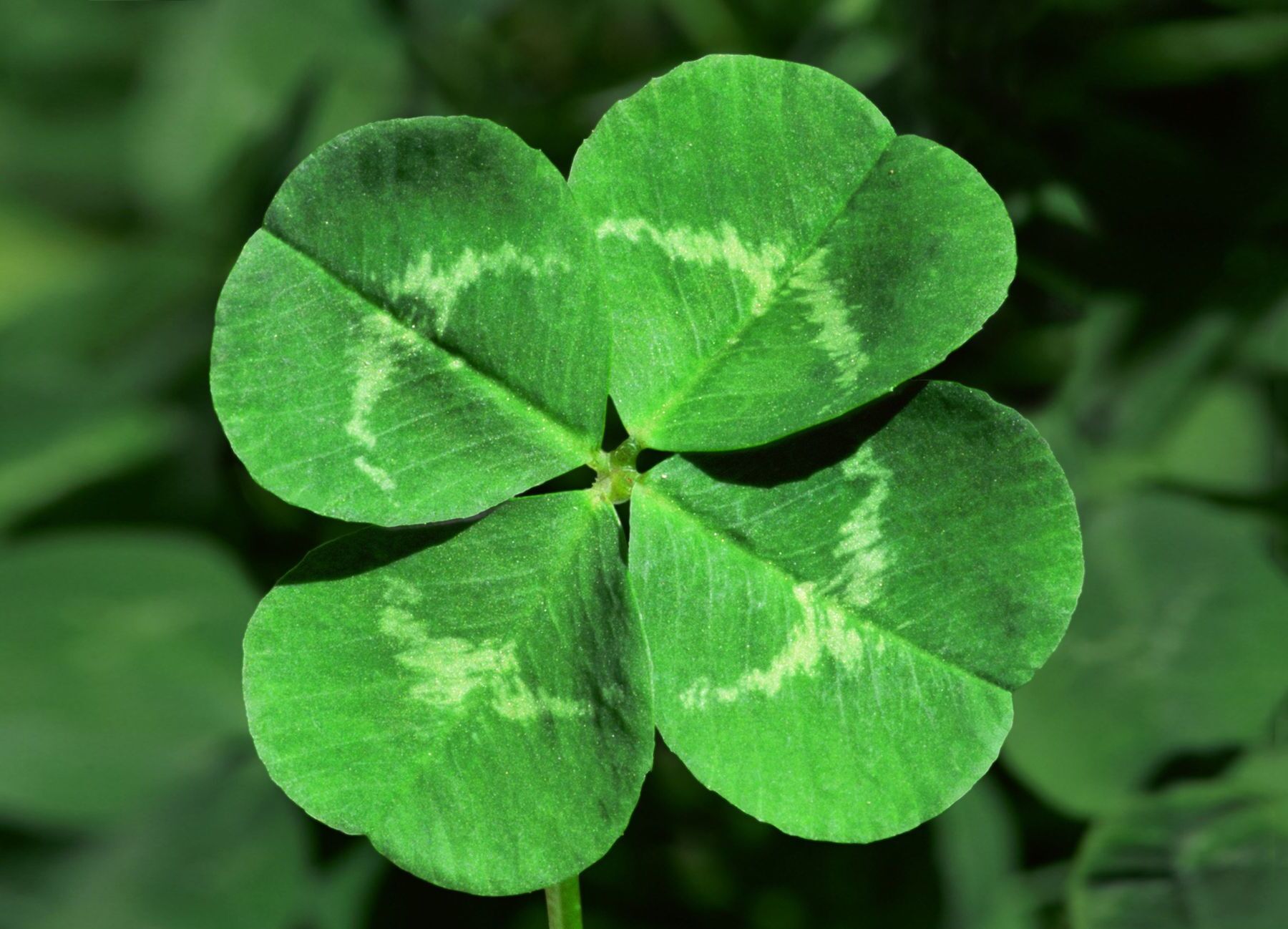 25 Facts About Clover