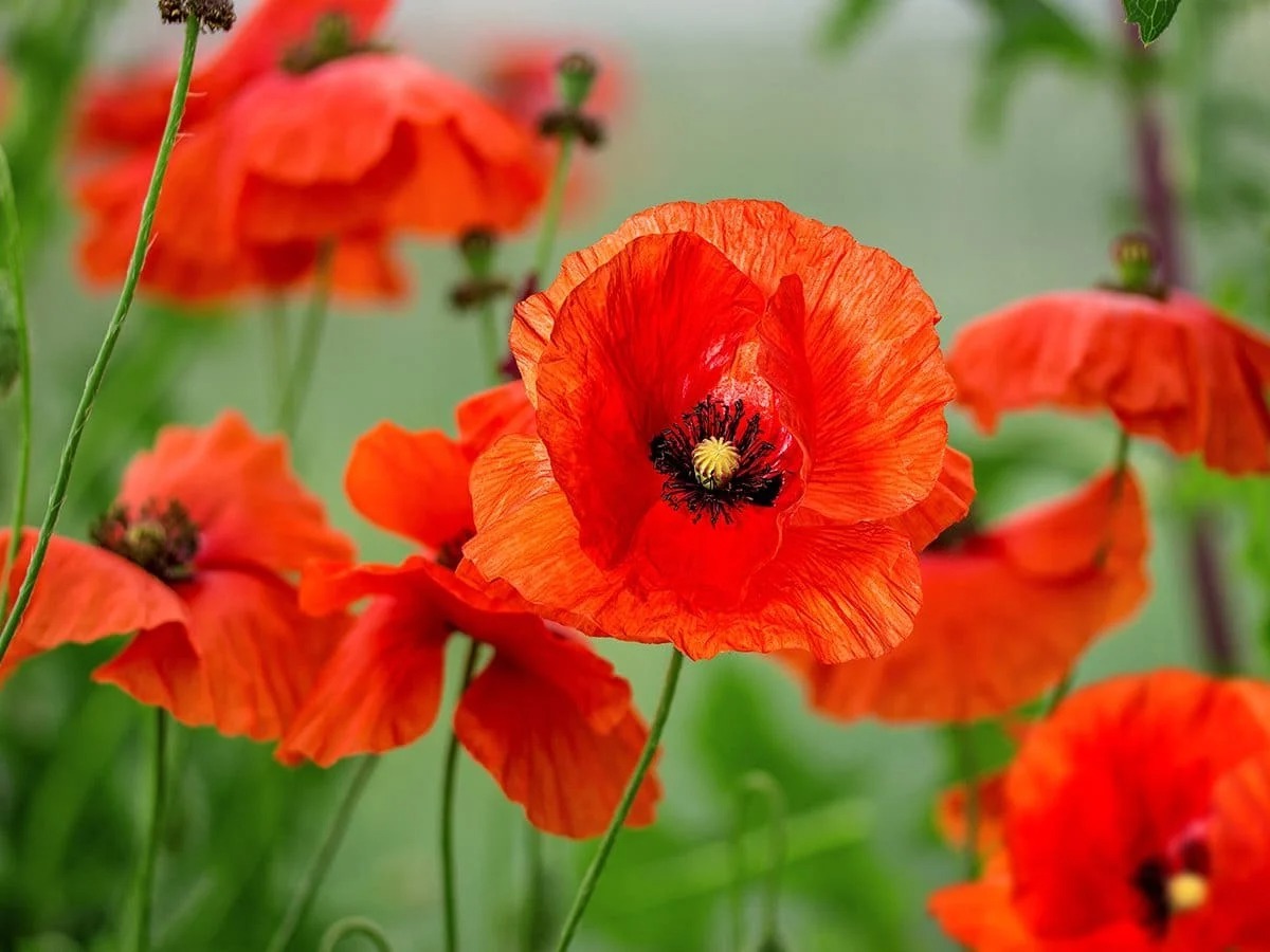 29 Facts About Poppy