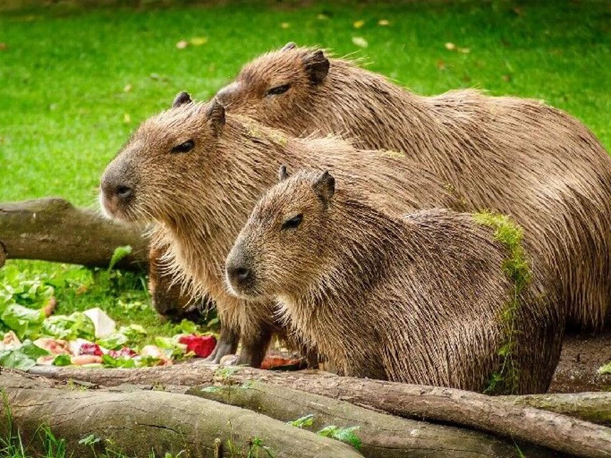 38 Facts About Capybara