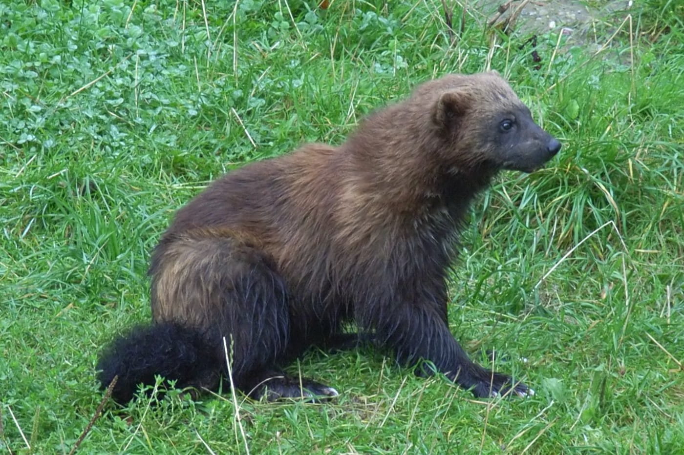 27 Facts About Wolverine