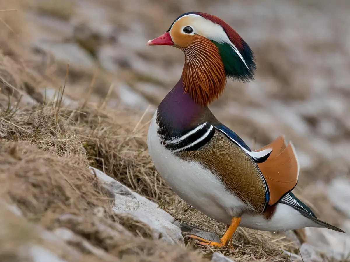 25 Facts About Duck