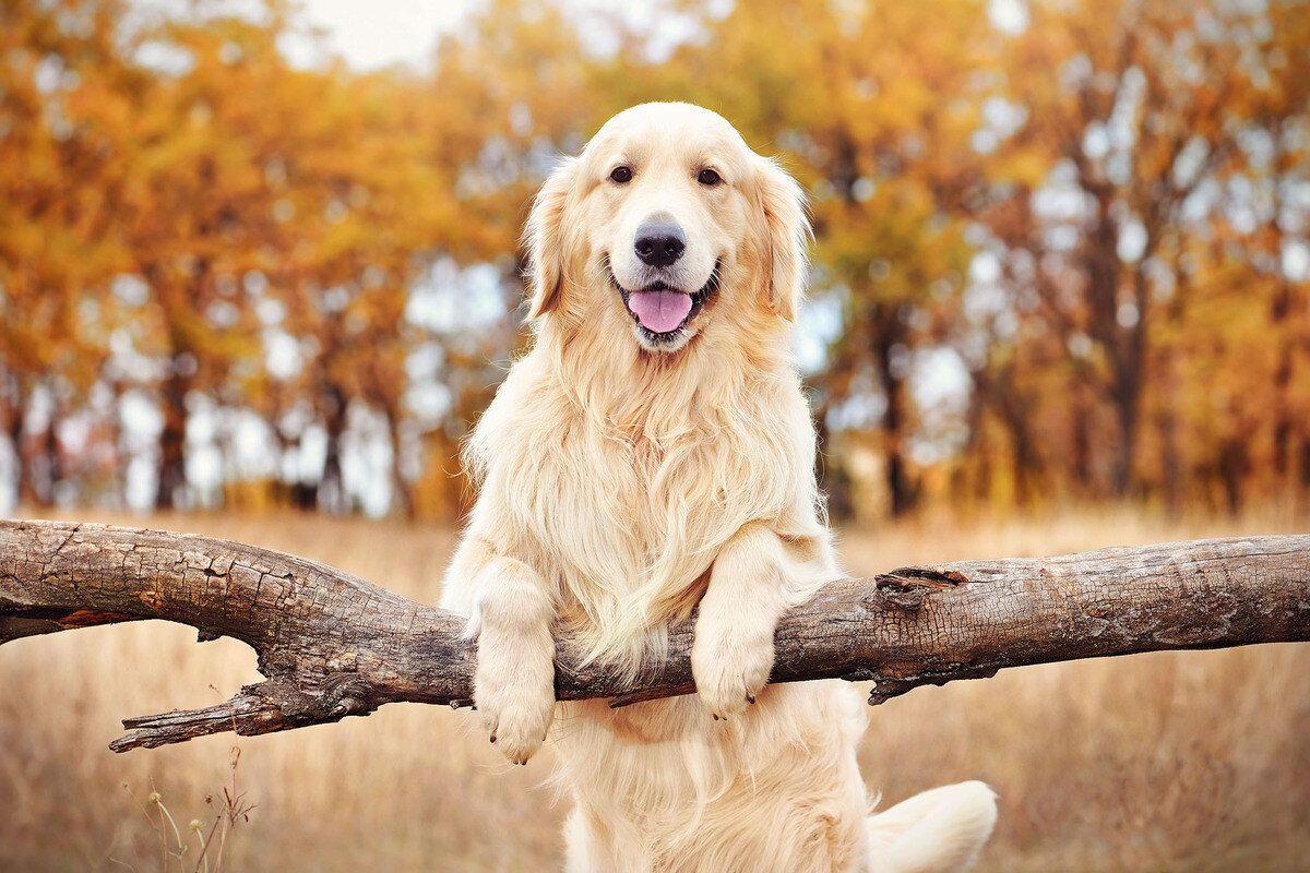 33 Facts About Dog