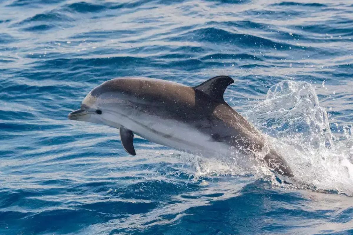 33 Facts About Dolphin