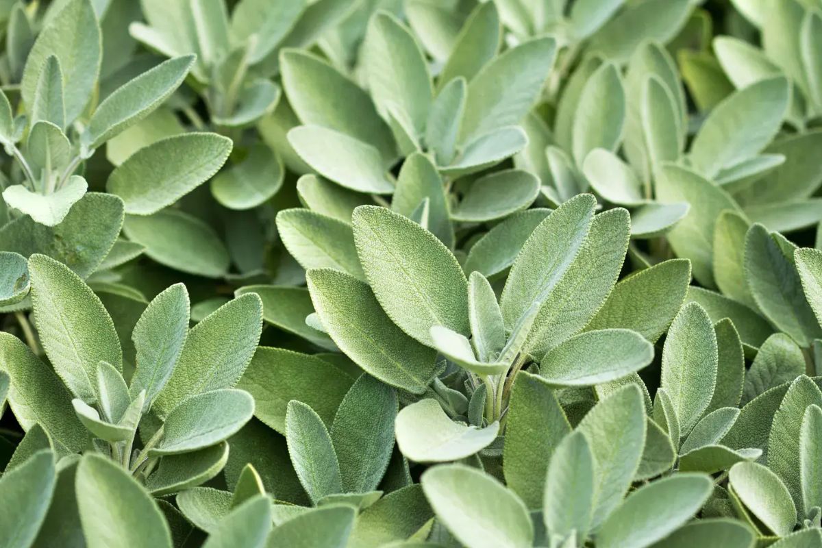 33 Facts About Sage