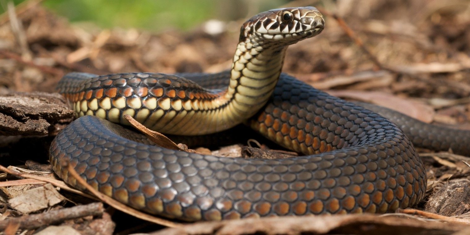 27 Facts About Snake
