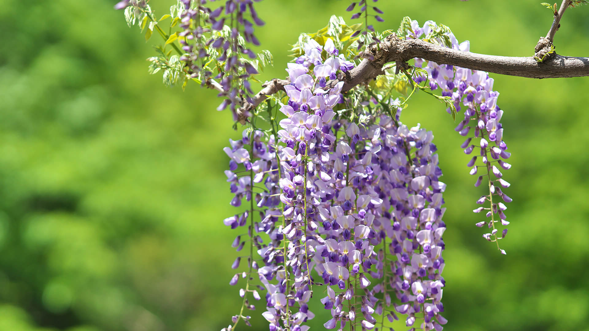 30 Facts About Wisteria
