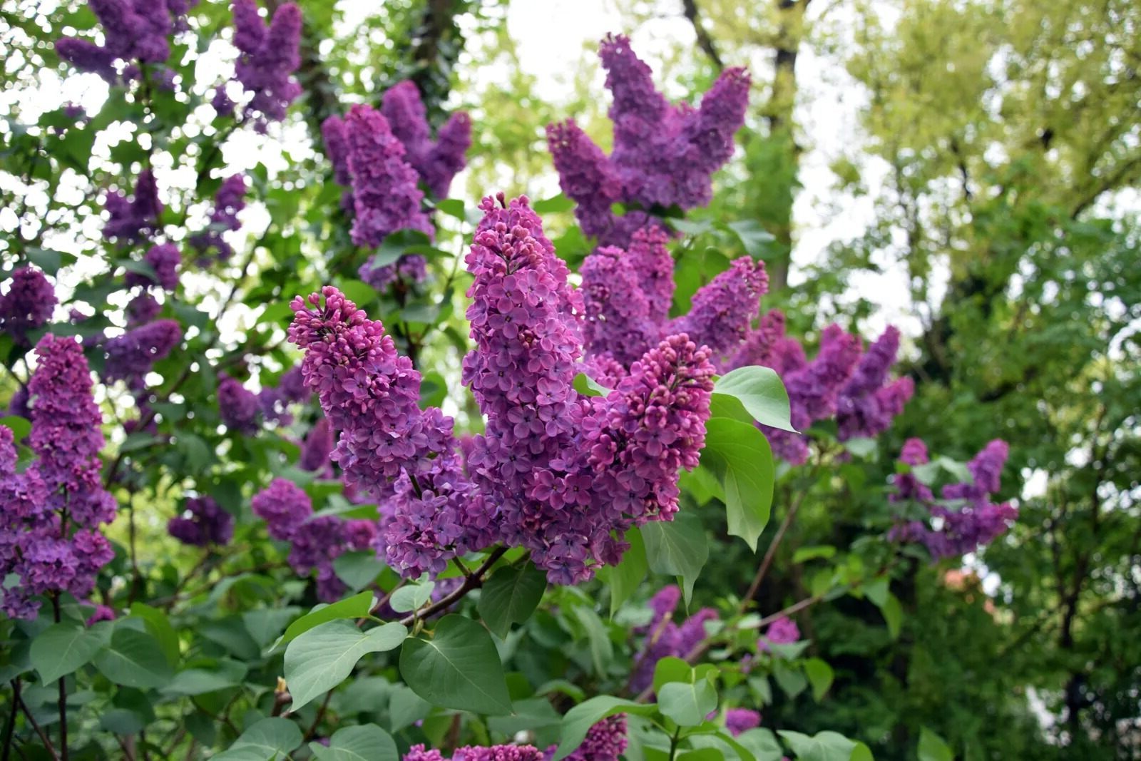 32 Facts About Lilac
