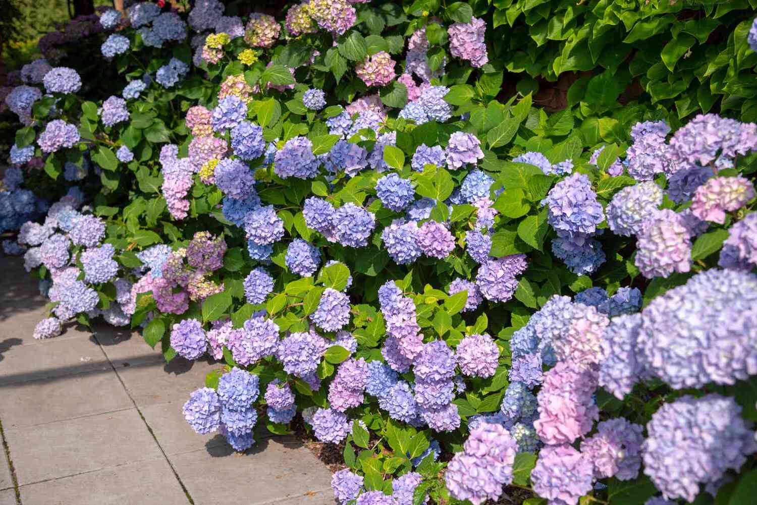 27 Facts About Hydrangea