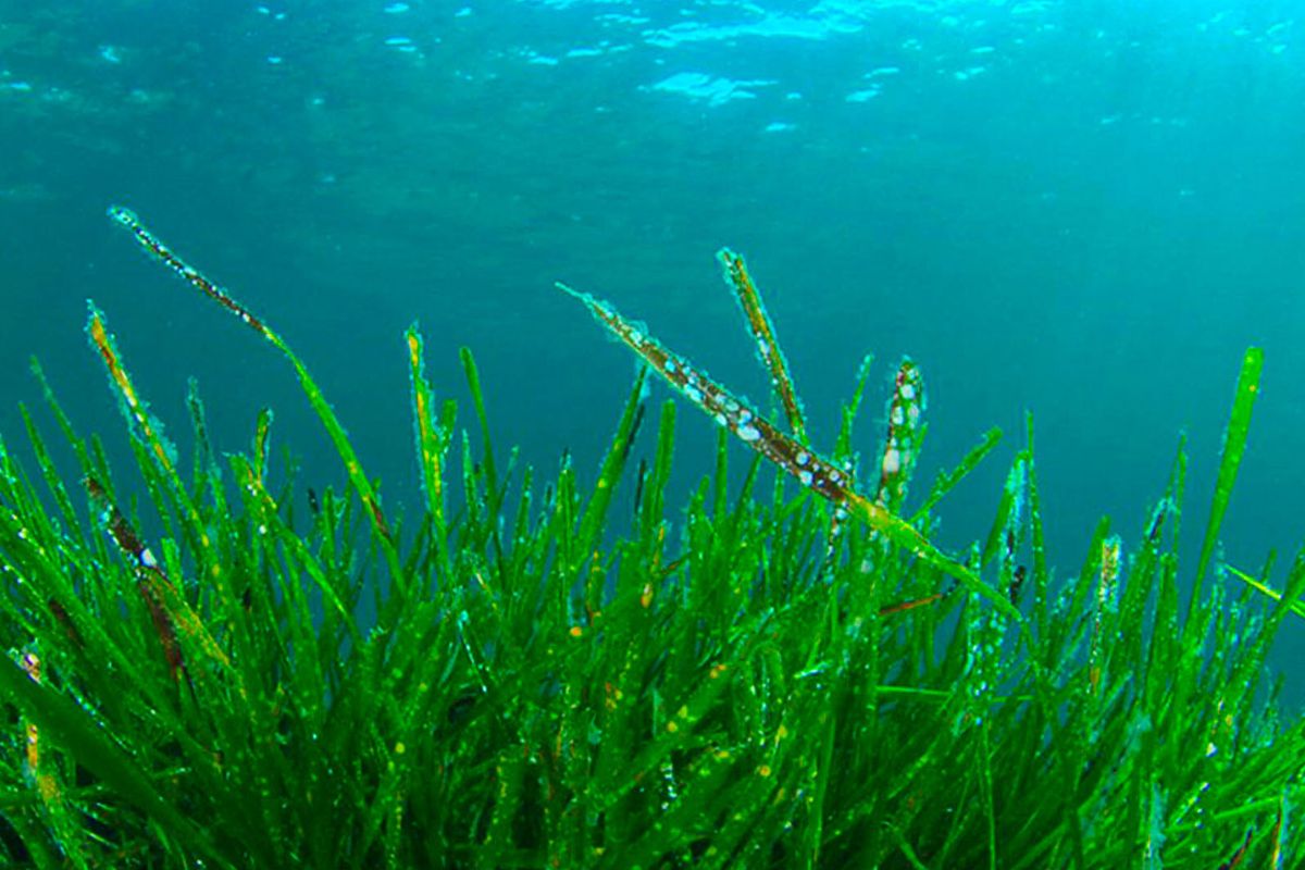 39 Facts About Spirulina
