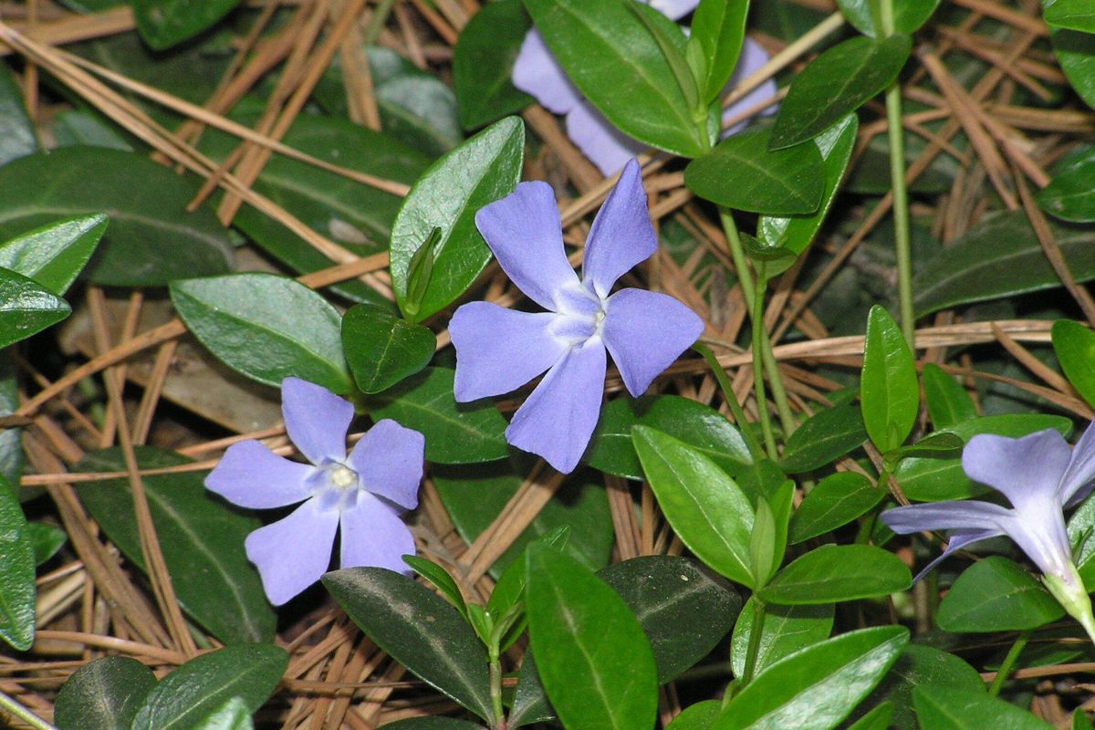 26 Facts About Periwinkle