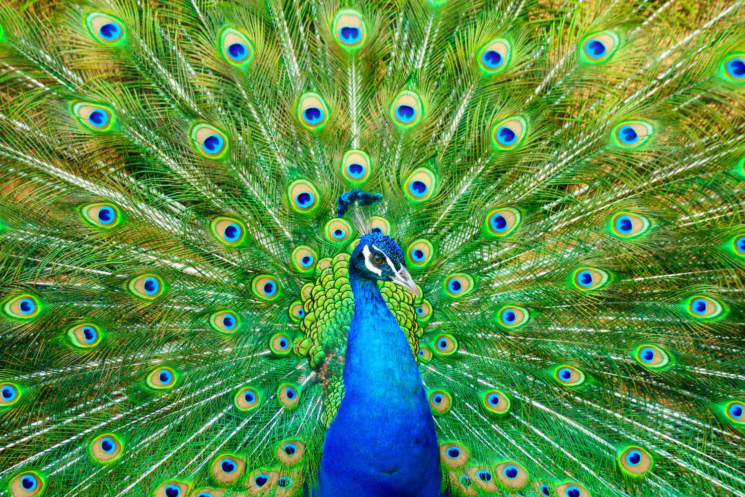 25 Facts About Peacock