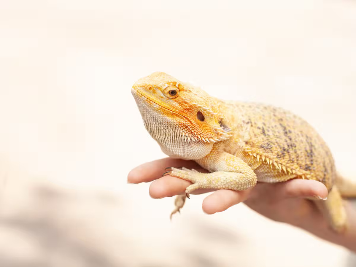 31 Facts About Bearded Dragon