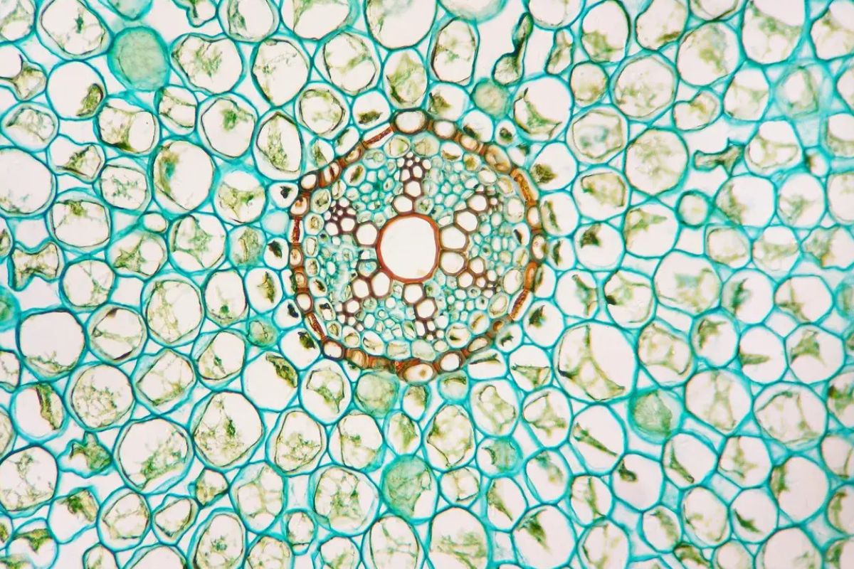 39 Facts About Homeostasis