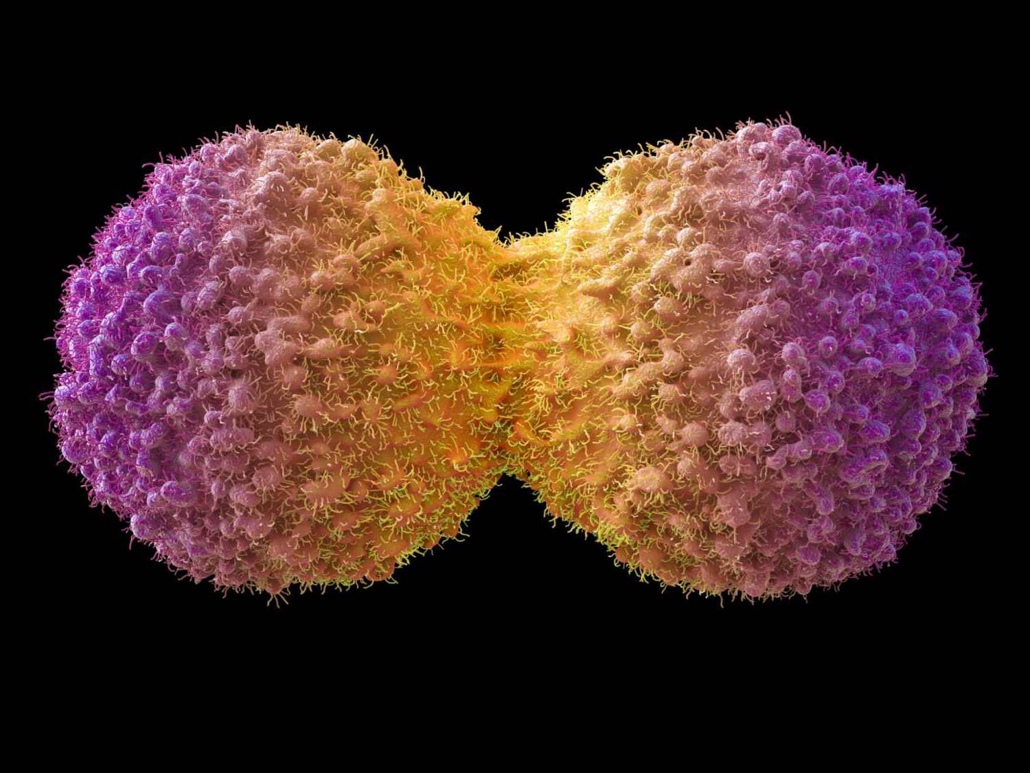 34 Facts About Mitosis
