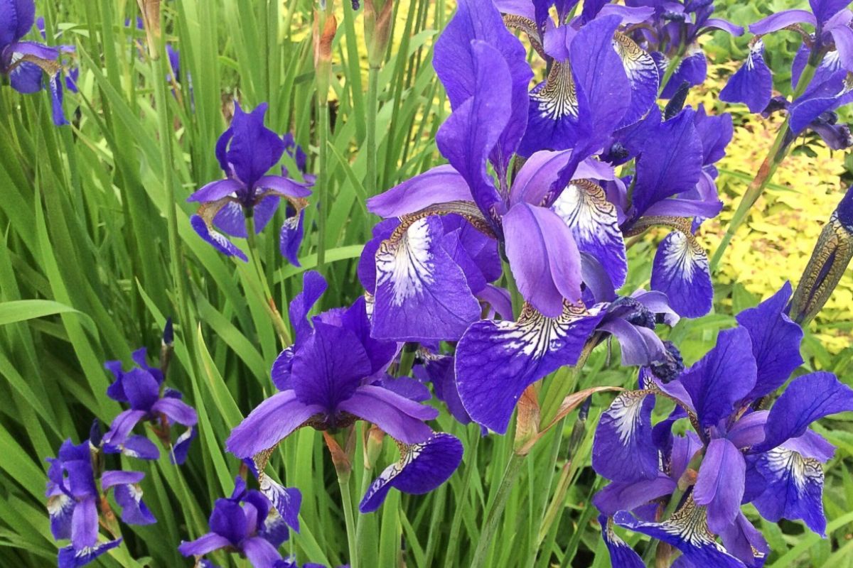 28 Facts About Iris