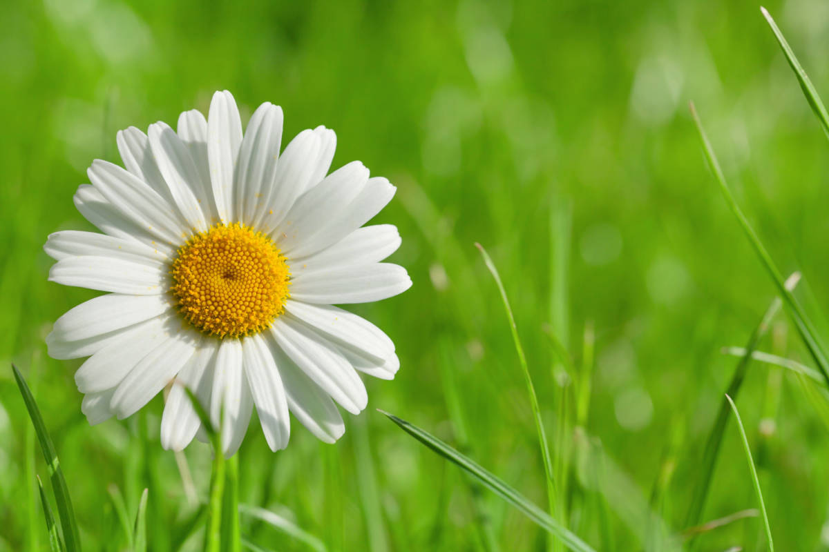 36 Facts About Daisy