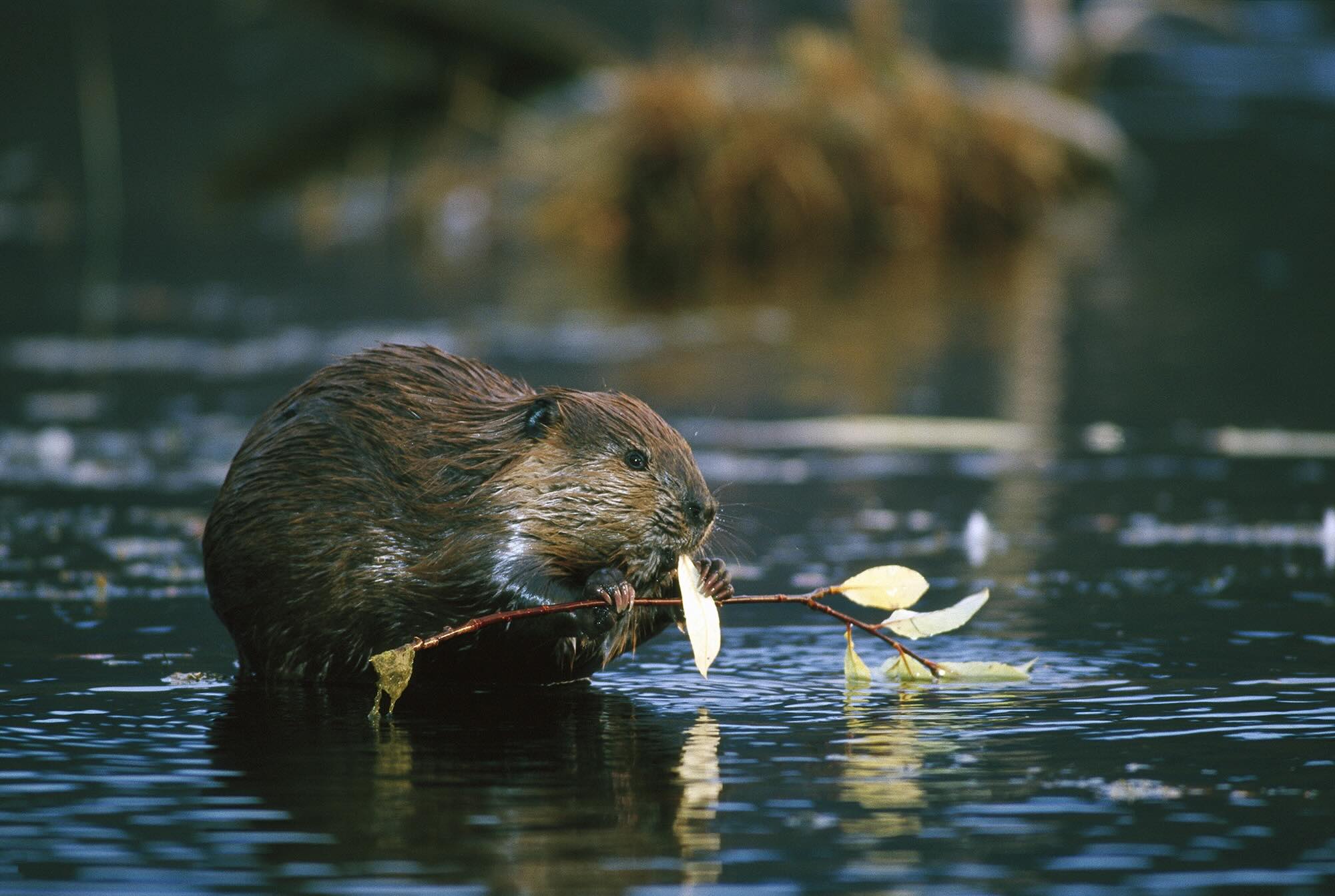 27 Facts About Keystone Species
