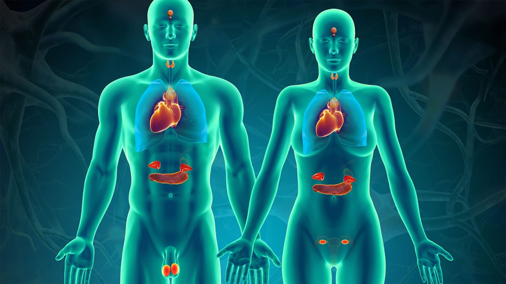 34 Facts About Endocrine System