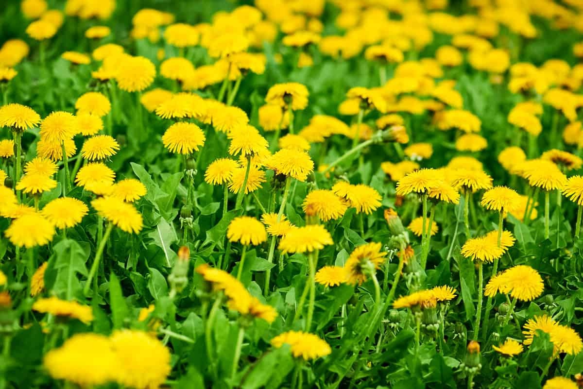 33 Facts About Dandelion