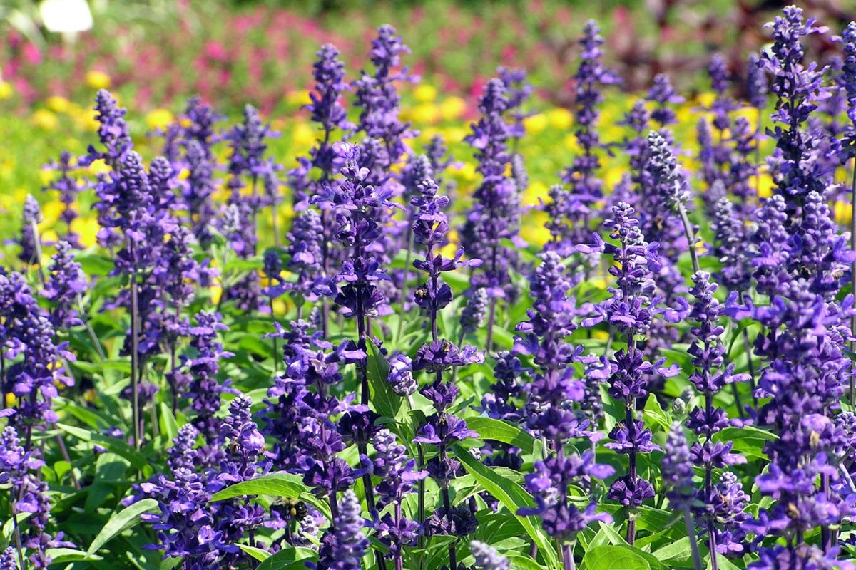 25 Facts About Salvia