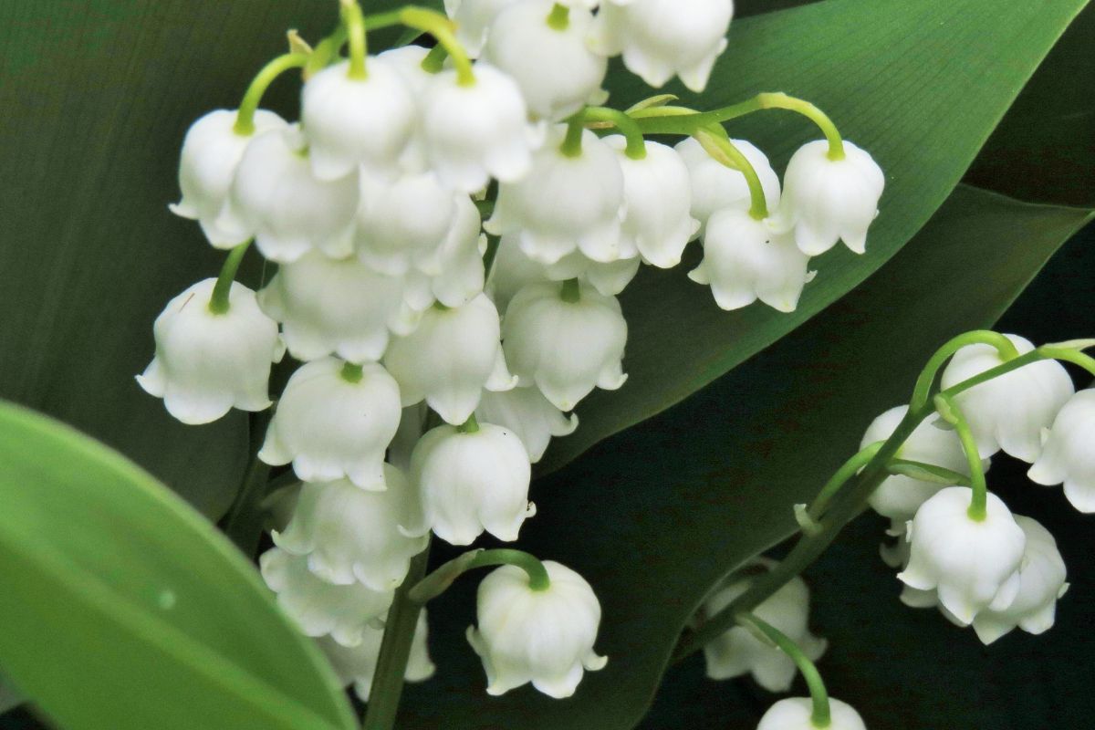 31 Facts About Lily Of The Valley