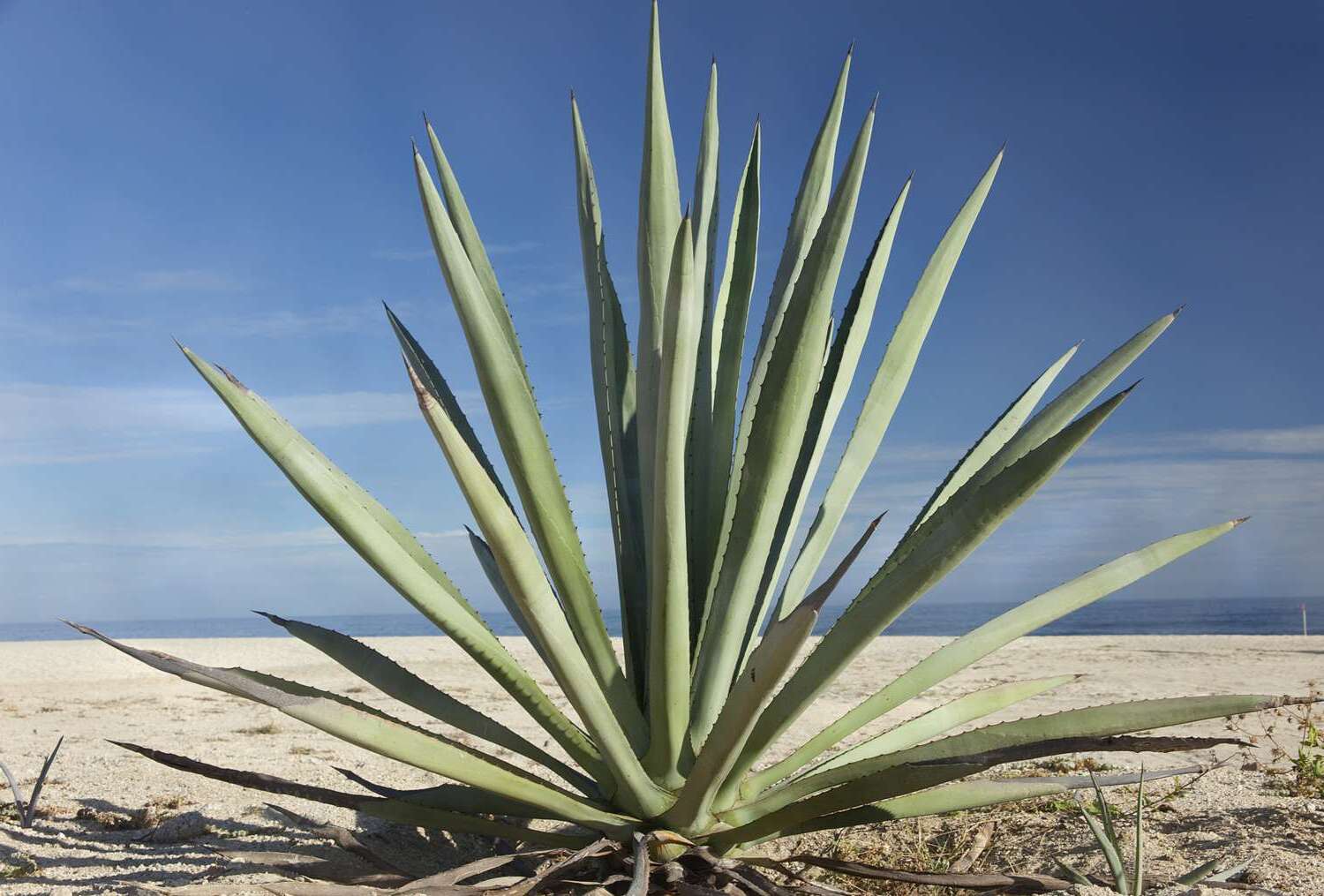 32 Facts About Agave
