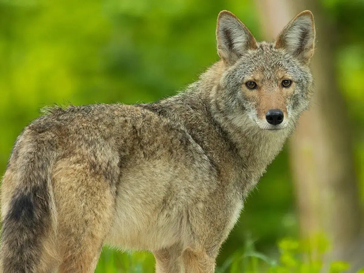 32 Facts About Coyote