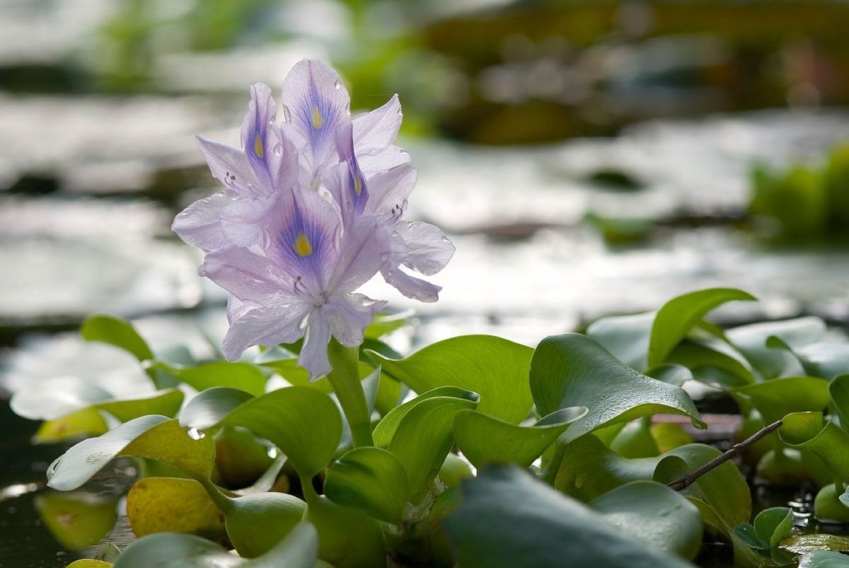 35 Facts About Hyacinth