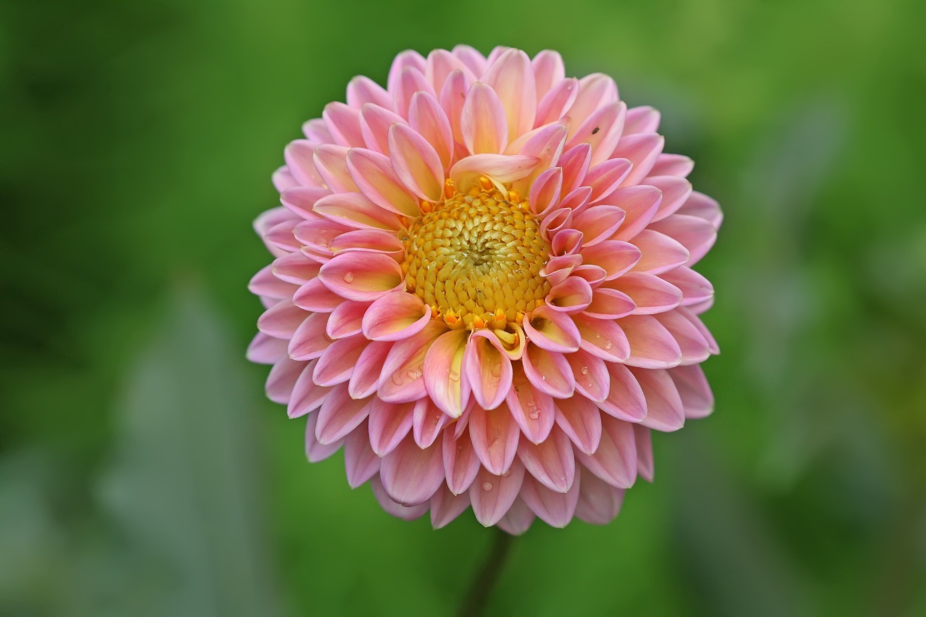 37 Facts About Dahlia