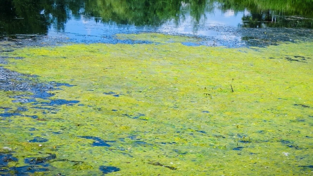 36 Facts About Eutrophication