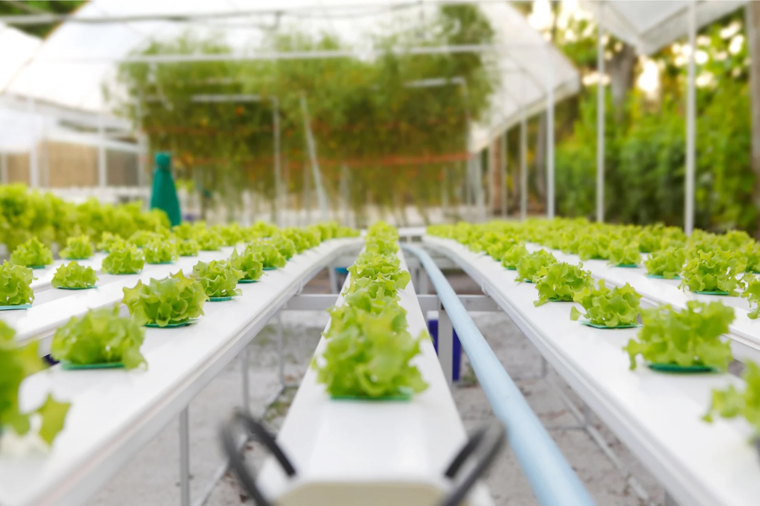 34 Facts About Hydroponics