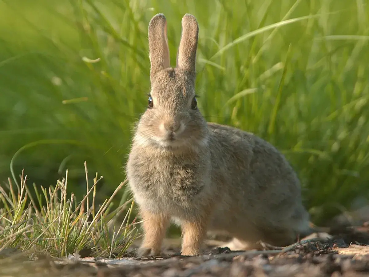 37 Facts About Rabbit